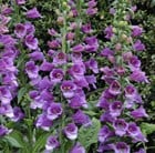 Foxgloves