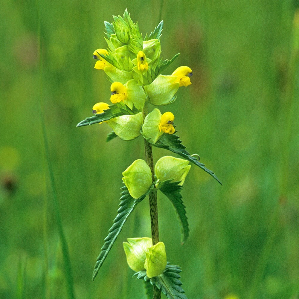 Yellow rattle deals