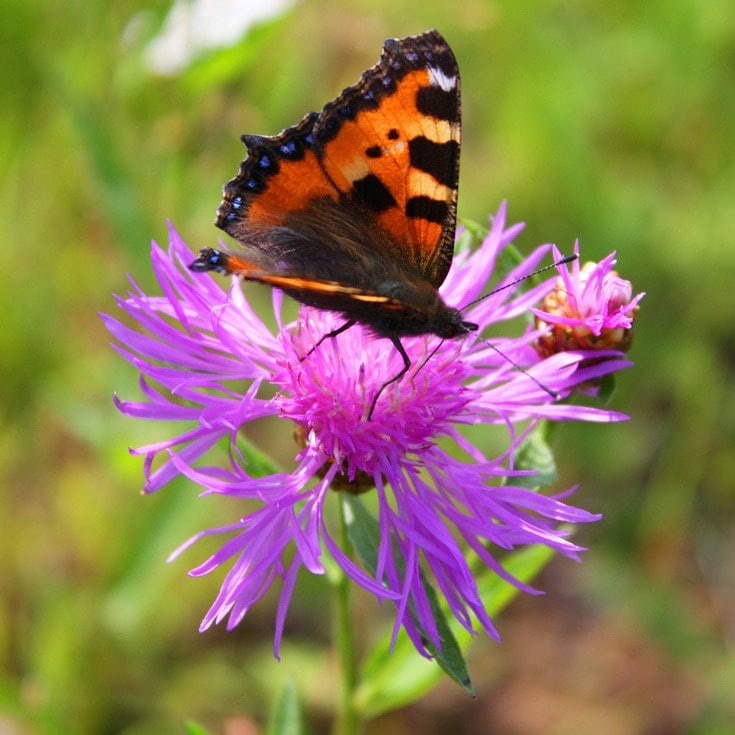 <i>Centaurea scabiosa</i> 