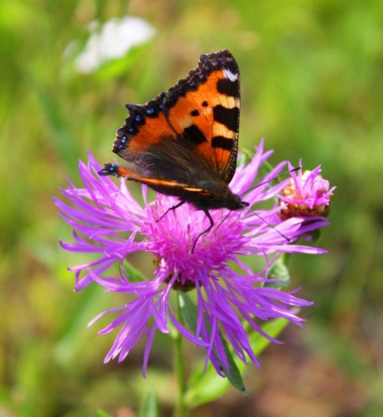 Centaurea scabiosa