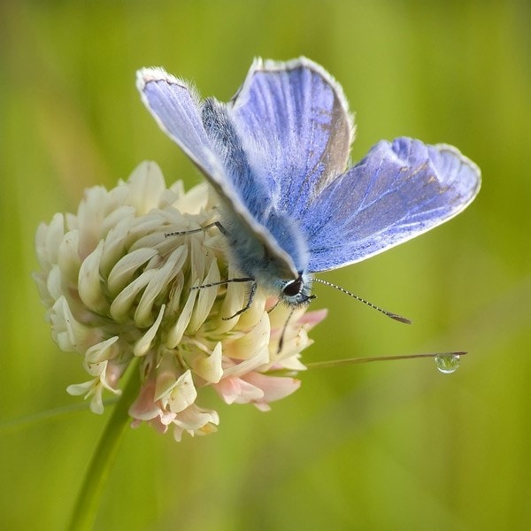 <i>Trifolium repens</i> 