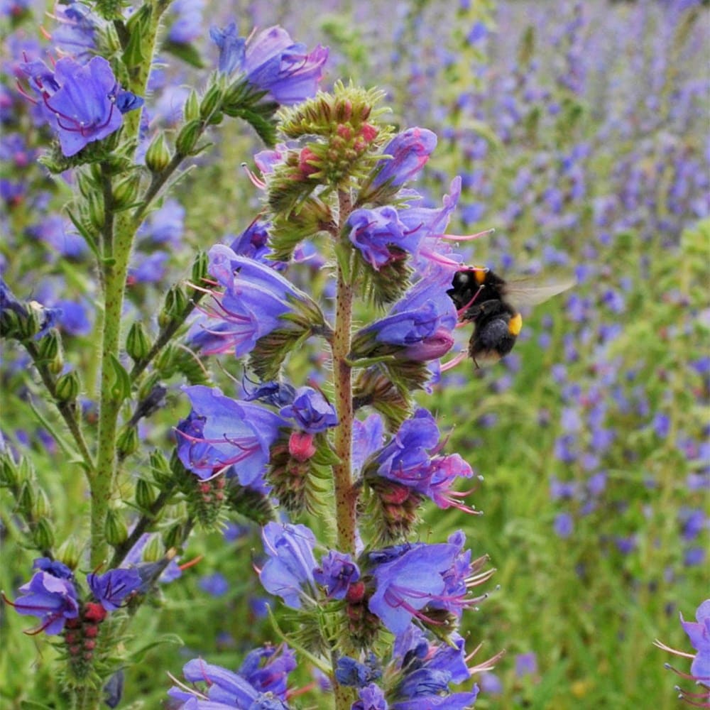 Product options image