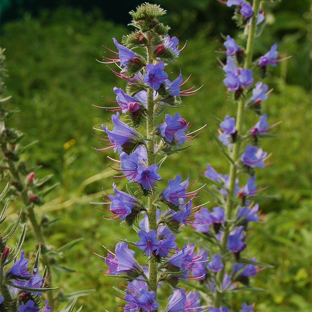 <i>Echium vulgare</i> 