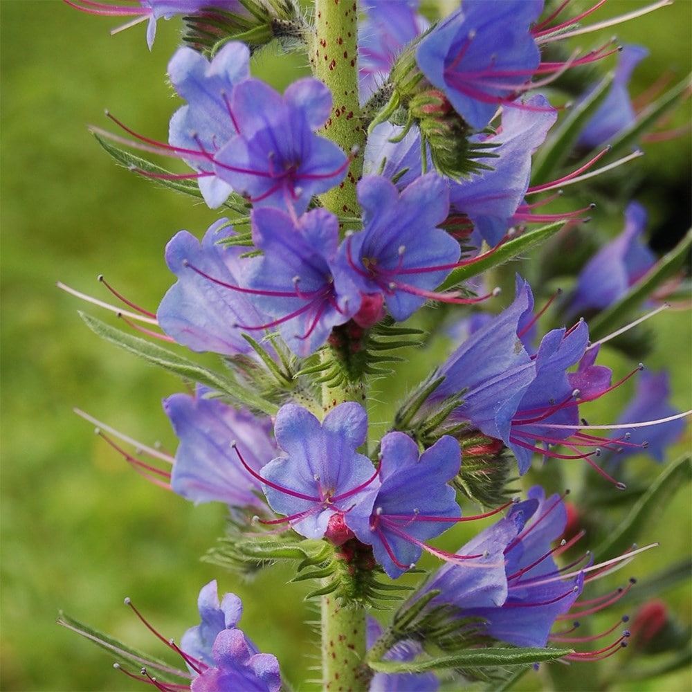 <i>Echium vulgare</i> 