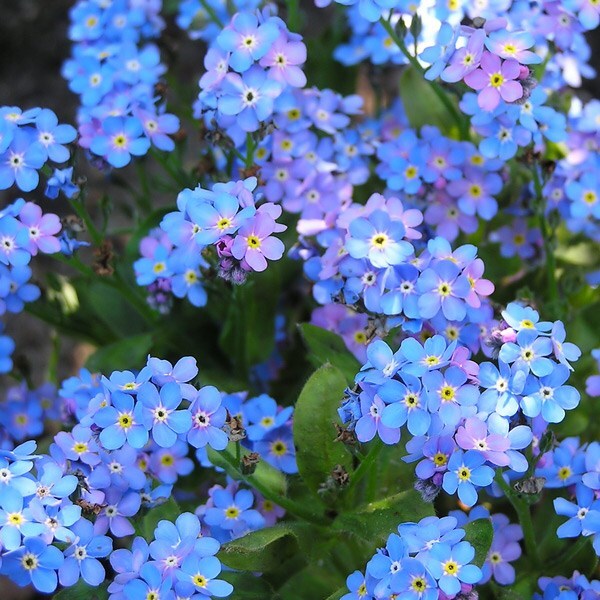 Forget-me-not  Myosotis – The Seed Company by E.W. Gaze