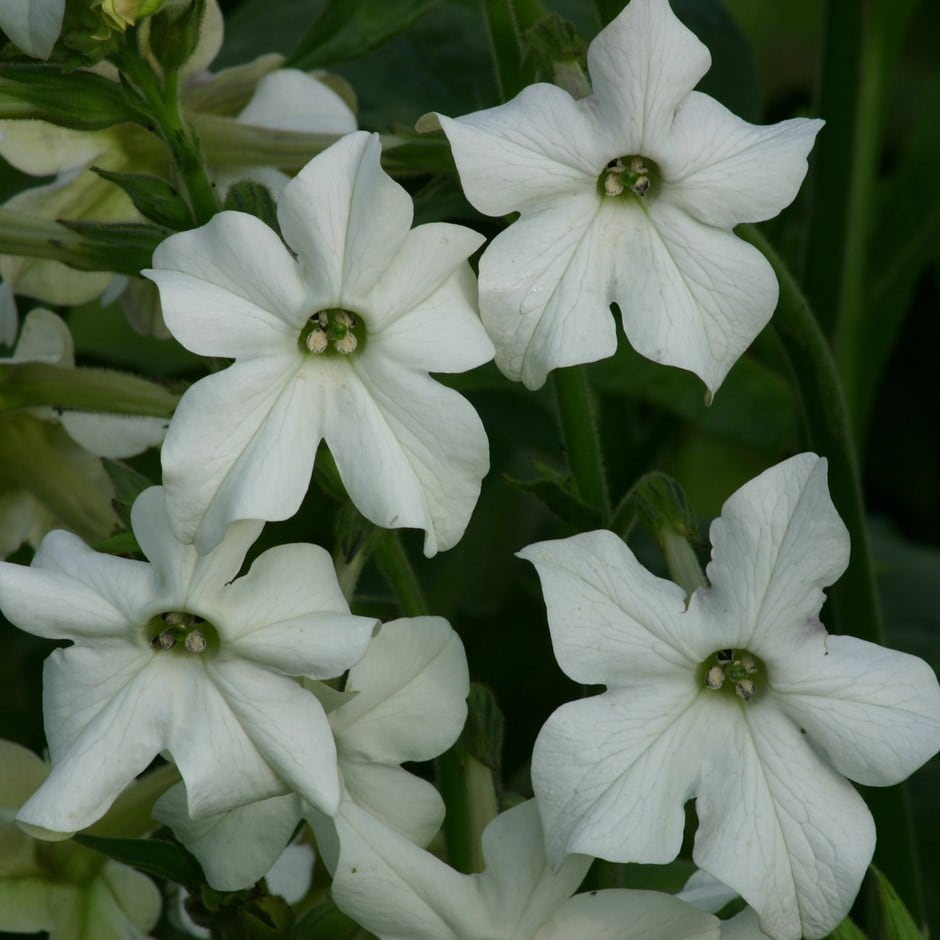 Buy tobacco plant Nicotiana alata 'Grandiflora' Delivery by Waitrose