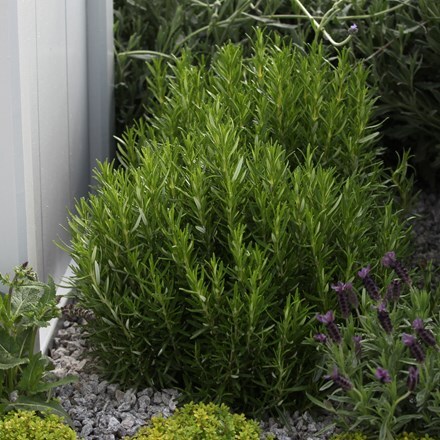 Picture of rosemary