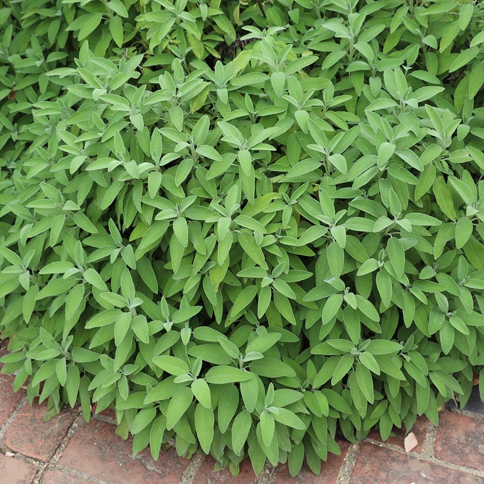 Buy sage organic seeds or Salvia officinalis Salvia officinalis