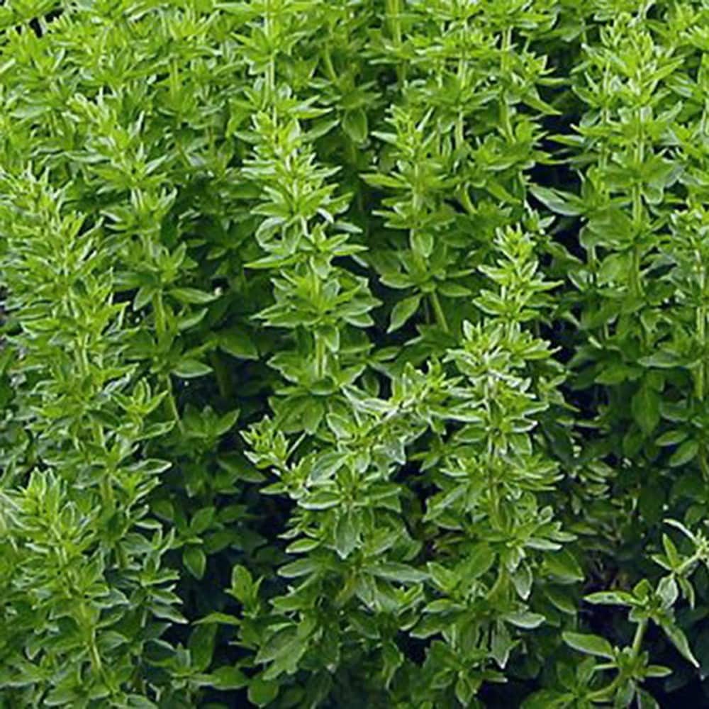 oregano - Greek