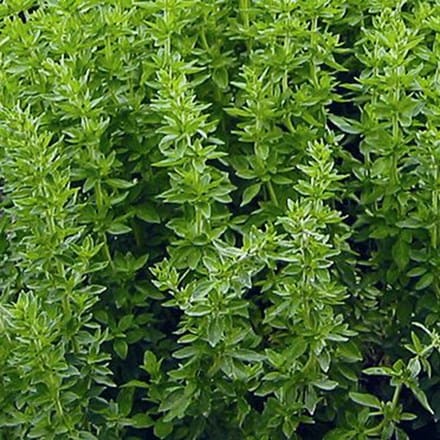 Origanum vulgare subsp. hirtum