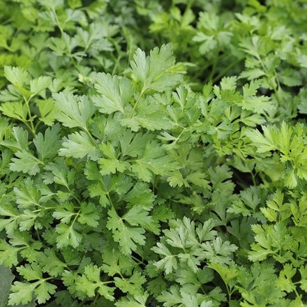 French parsley