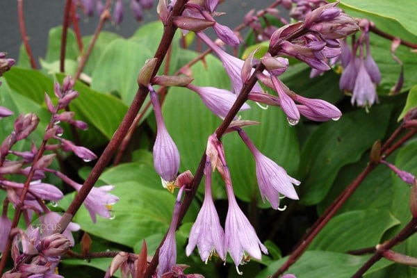 Buy Plantain Lily Hosta Purple Heart 9 99 Delivery By Crocus