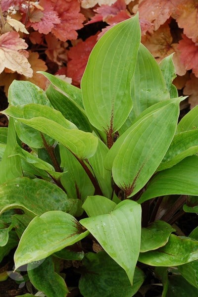 Hosta Purple Heart