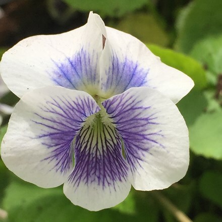 Viola odorata 'Hungarian Beauty'