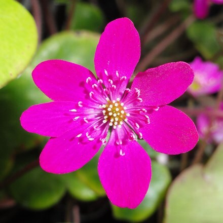 Picture of Hepatica 'Forest 'Red' (Forest Series)