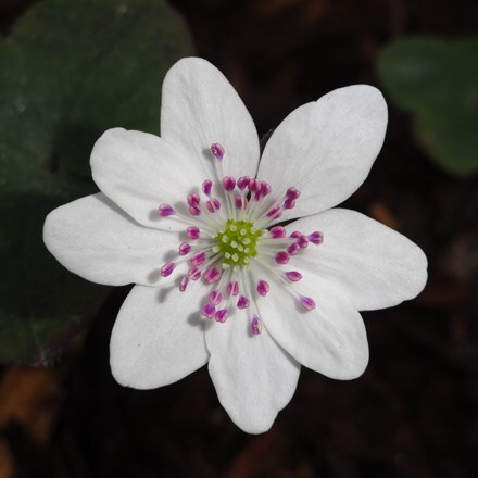 Picture of Hepatica 'Forest 'White' (Forest Series)