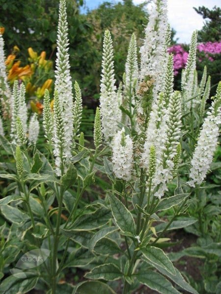Veronica longifolia Charlotte (PBR)