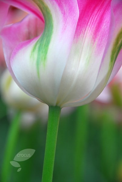 <i>Tulipa</i> 'Florosa'