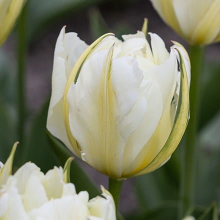 Tulipa Exotic Emperor ('White Valley')