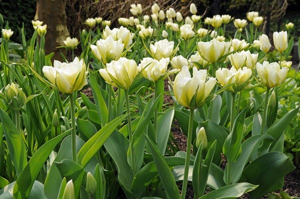 <i>Tulipa</i> 'Exotic Emperor'