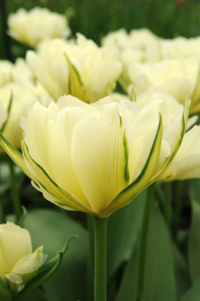 Tulipa Exotic Emperor