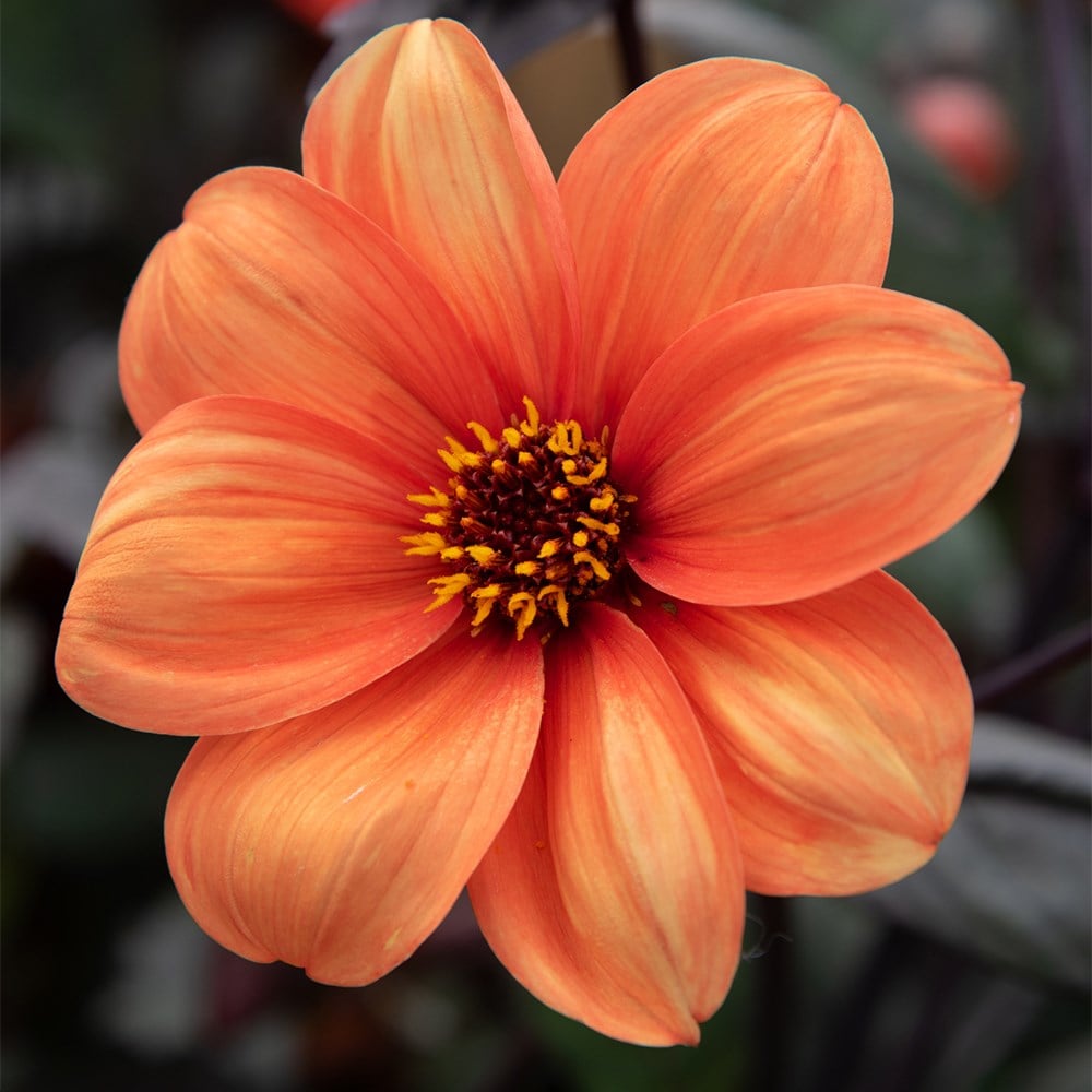 Product options image