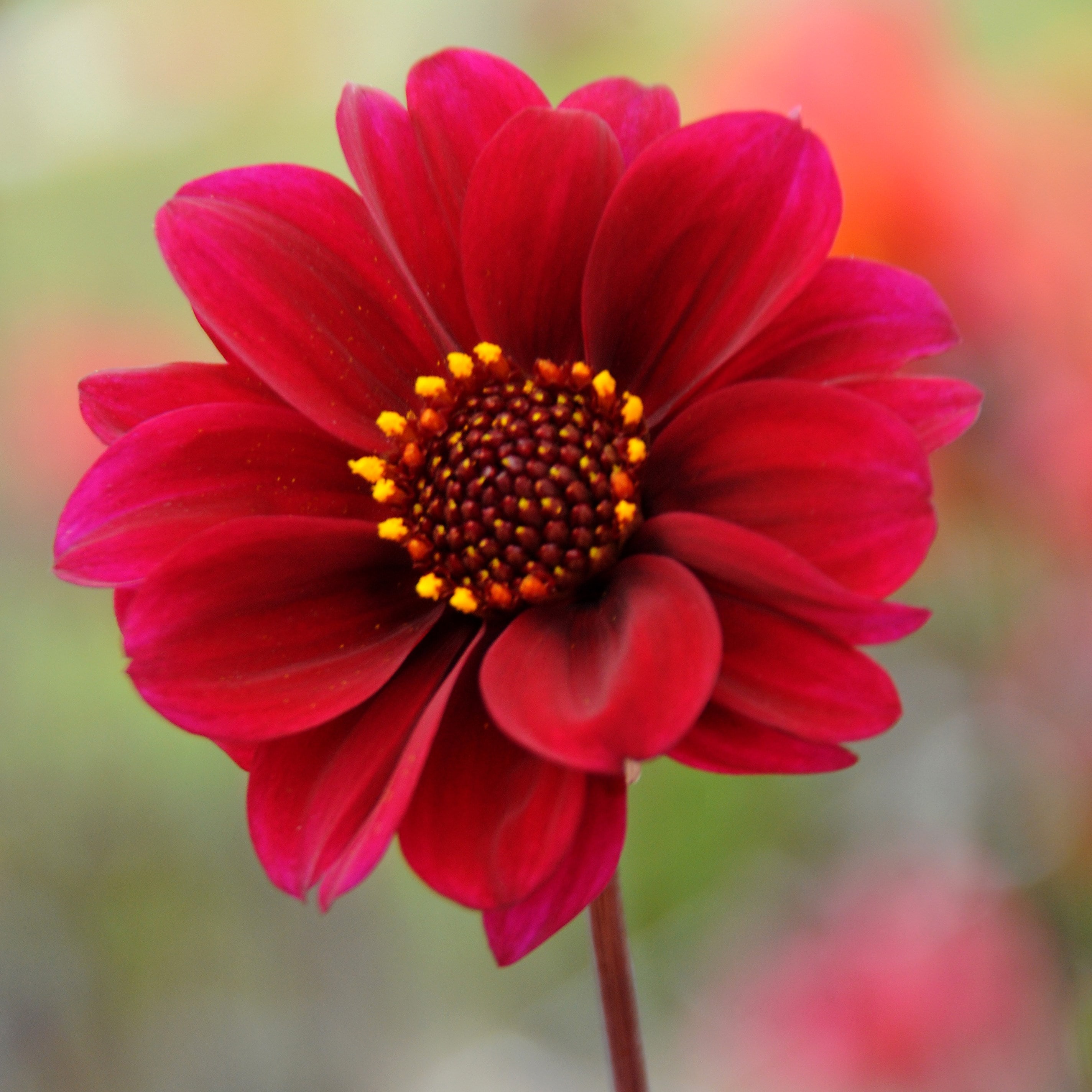 Product options image