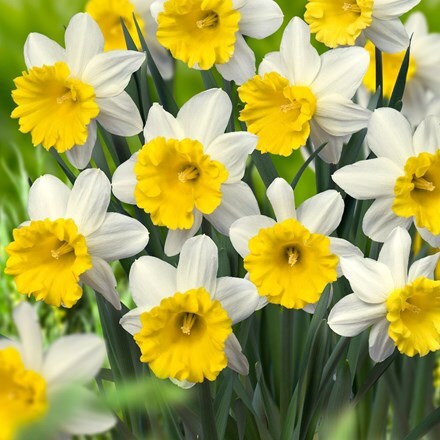 Picture of Narcissus Wisley