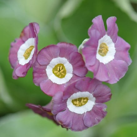 Picture of Primula auricula Taffeta