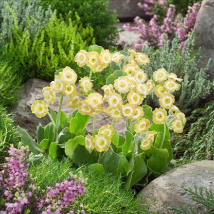 Picture of Primula auricula Hinton Fields