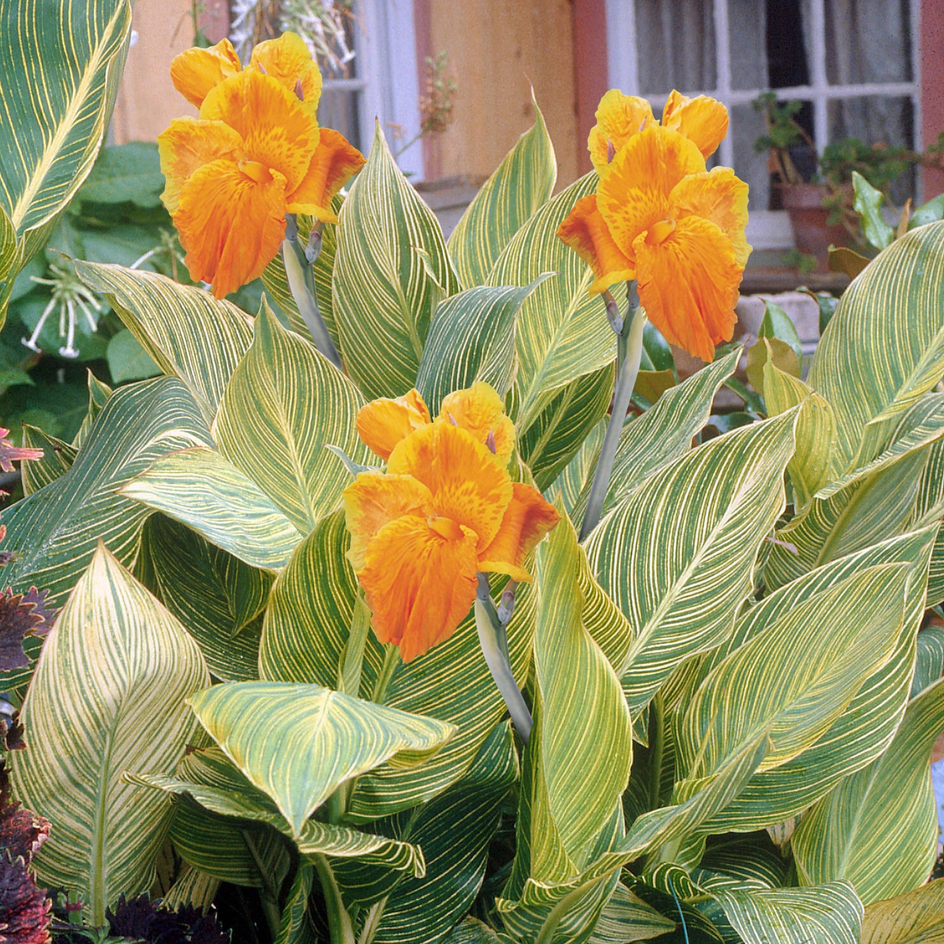 Product options image