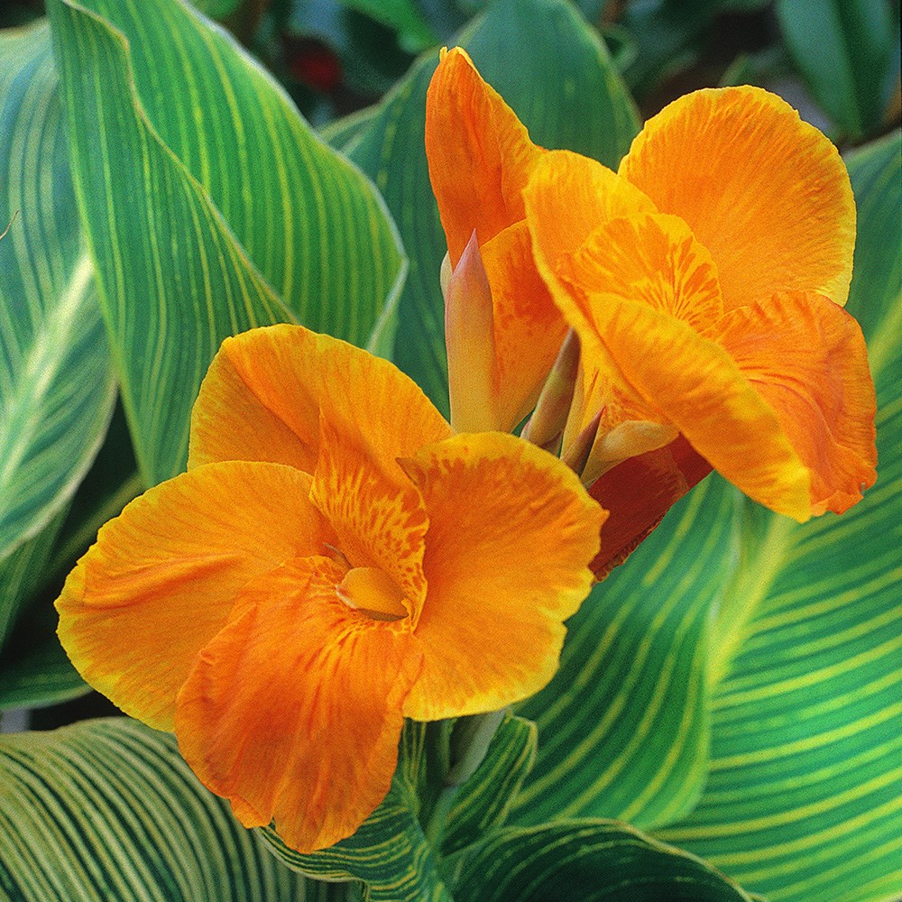 <I>Canna indica</i> <b class=small-caps>Tropicanna Gold</b> ('Mactro') (PBR)