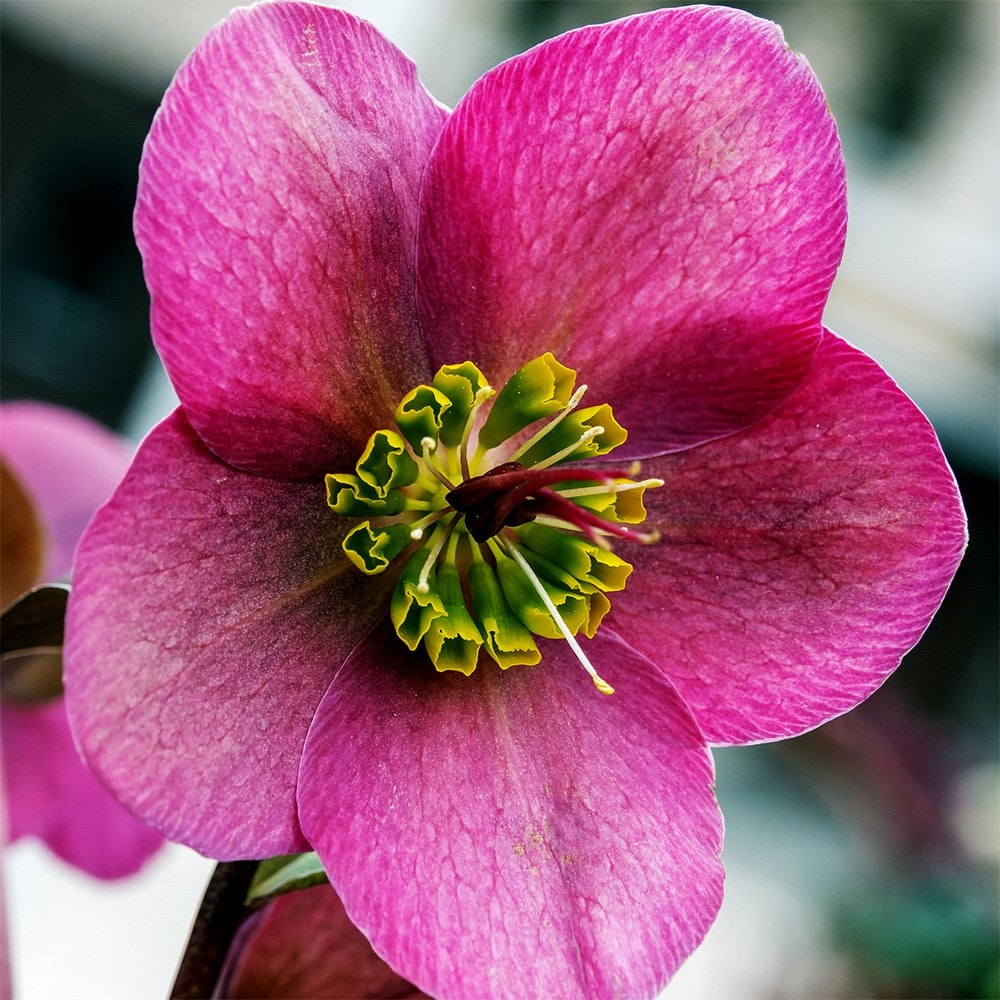 Product options image