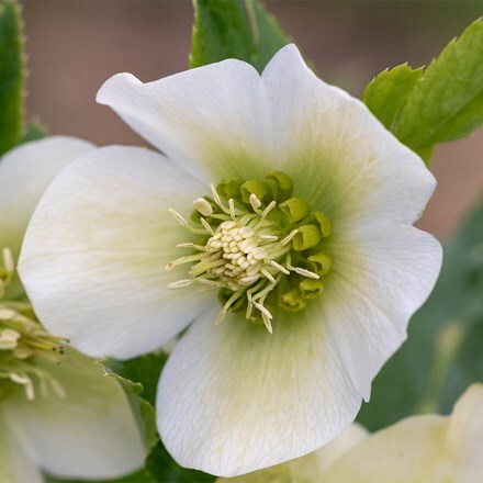 Helleborus × hybridus Pretty Ellen White