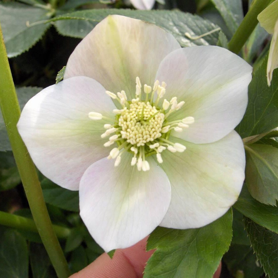 Buy lenten rose / hellebore Helleborus × hybridus Pretty Ellen White: £ ...