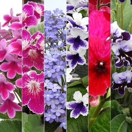 Picture of Streptocarpus collection
