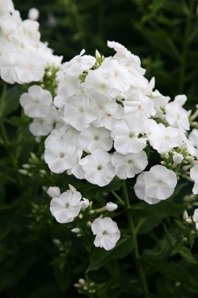 Phlox paniculata Rembrandt
