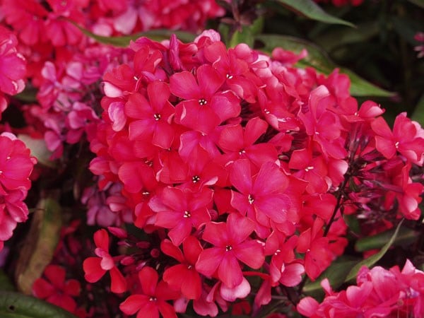 Phlox paniculata Starfire