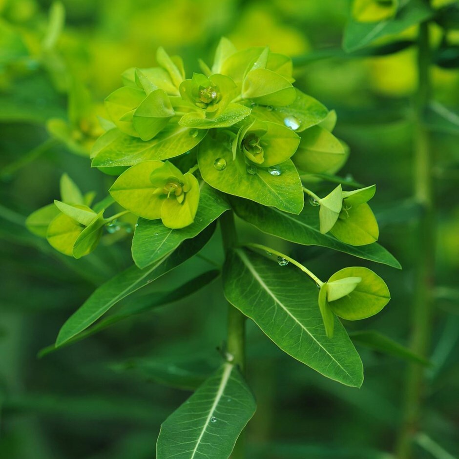 <i>Euphorbia wallichii</i> 