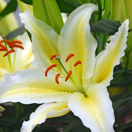 Picture of Lilium Chill Out