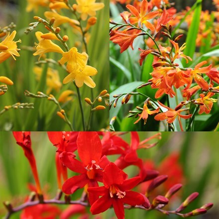 Crocosmia collection