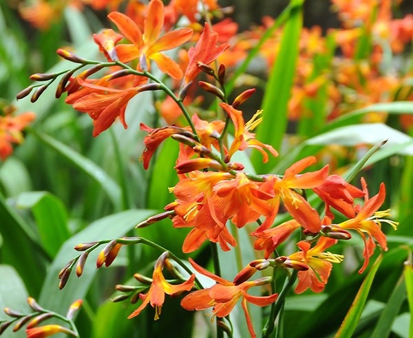 Crocosmia collection