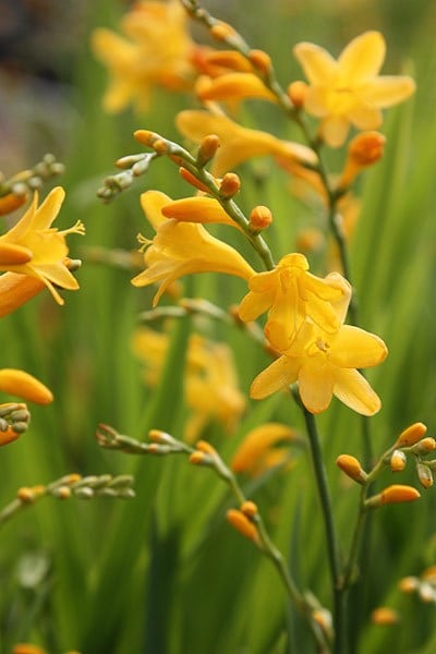 Crocosmia collection