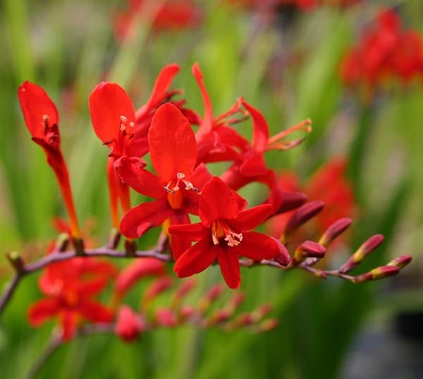 Crocosmia collection