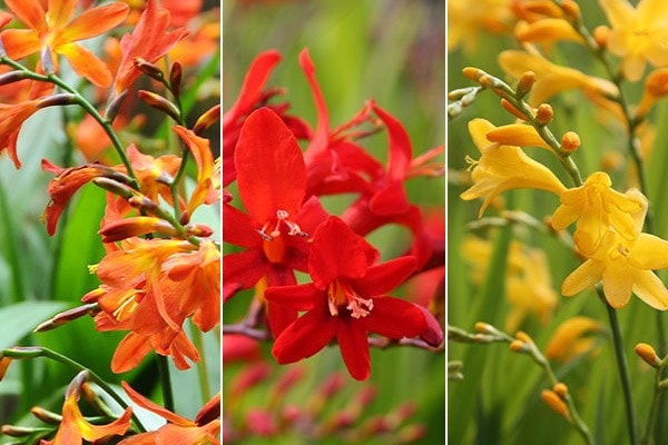 Crocosmia collection