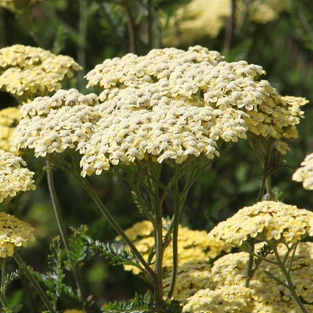 <i>Achillea</i> 'Credo'