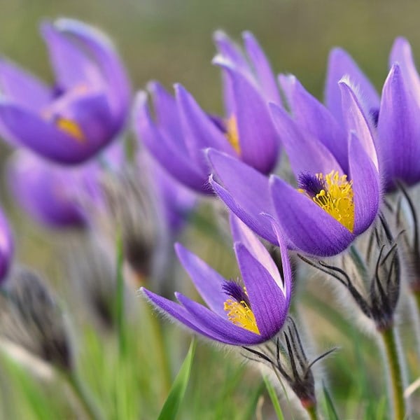 Pulsatilla vulgaris