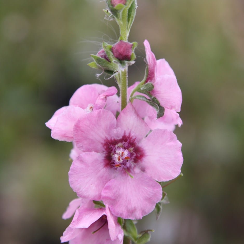 <I>Verbascum</I> (Cotswold Group) 'Pink Domino'