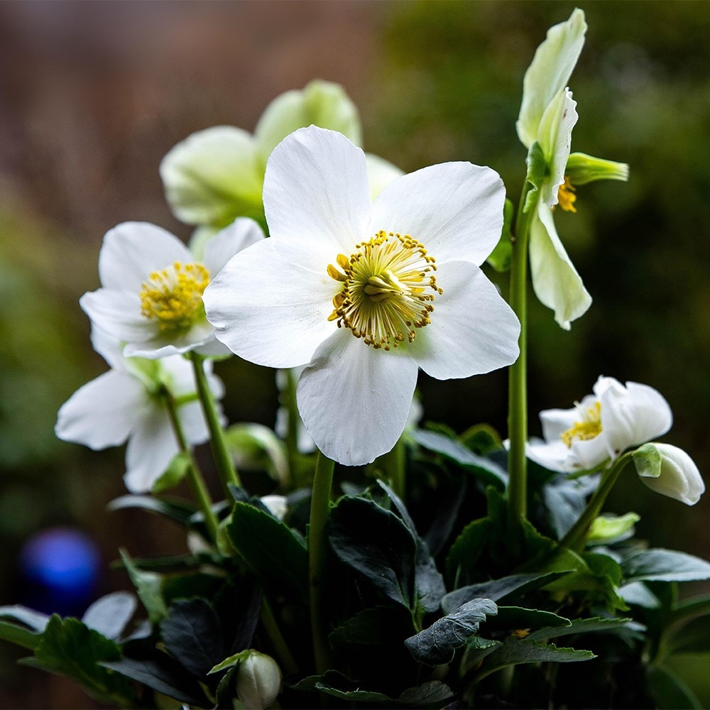 <i>Helleborus niger</i> 