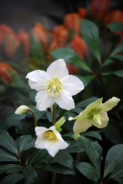 Helleborus niger